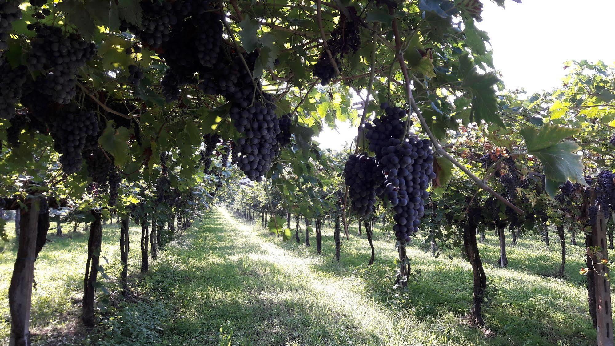 Agriturismo Camparella Pastrengo Buitenkant foto